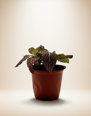 Pink Veined Nerve Plant – Fittonia albivenis 4" Pot – Default Title