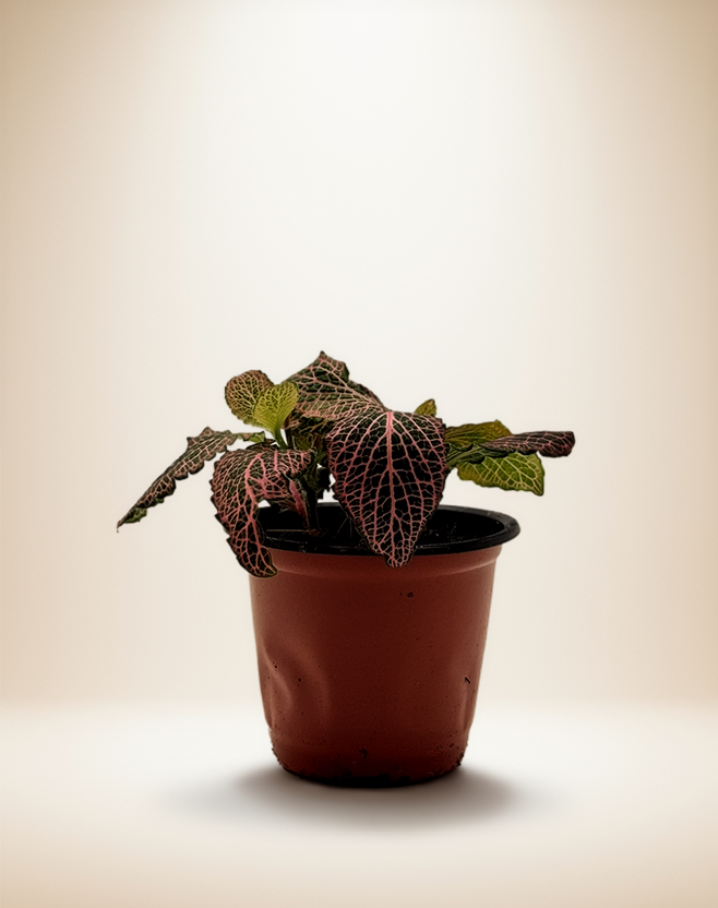 Pink Veined Nerve Plant – Fittonia albivenis 4" Pot – Default Title