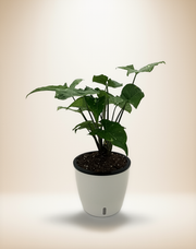 Syngonium Panda – 6-Inch Pot – Self-watering
