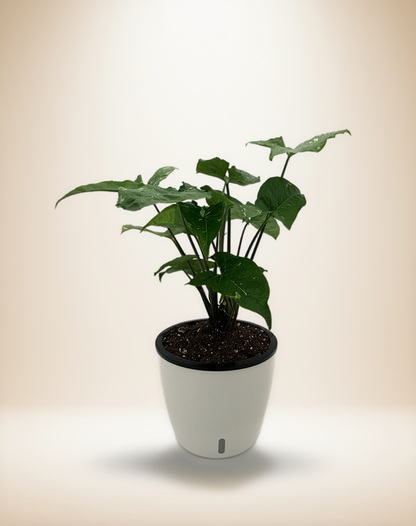 Syngonium Panda