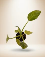 Philodendron giganteum "Blizzard" Variegated – 4-Inch Pot