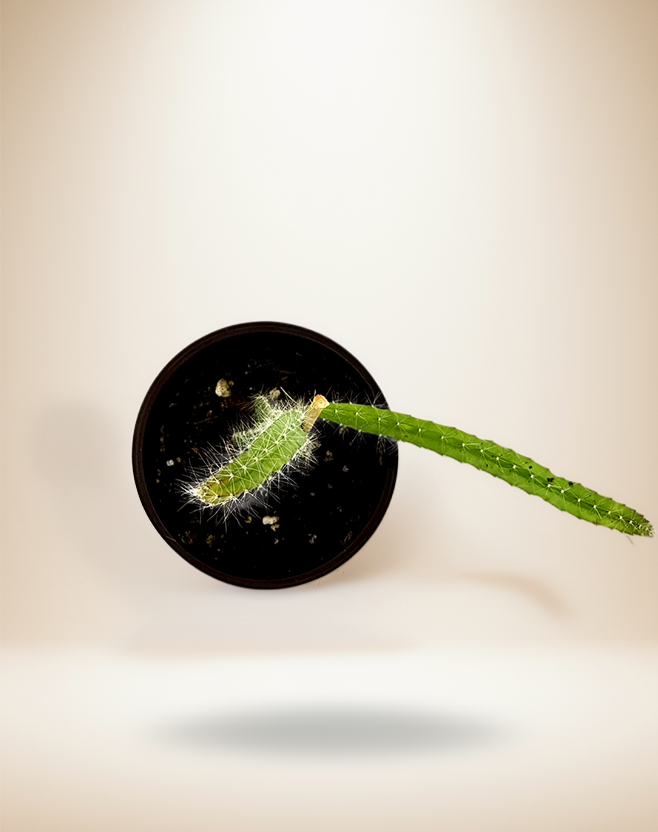 Dragon Fruit Plant
