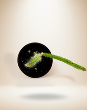 Dragon Fruit Plant – 4-Inch Pot