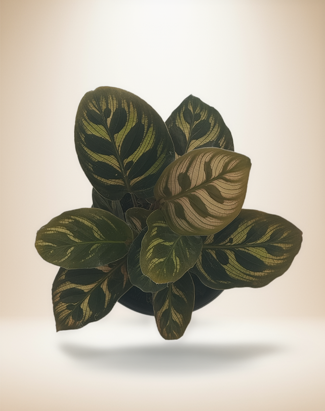 Calathea Makoyana – Peacock Plant