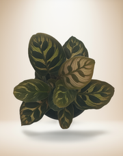 Calathea Makoyana – Peacock Plant – 4-Inch Pot