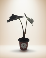 Alocasia Dwarf Amazonica – 4-Inch Pot
