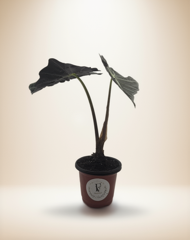 Alocasia Dwarf Amazonica