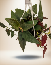 Syngonium 'Red Arrow' – 6-Inch Pot