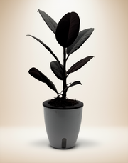 Ficus Elastica - Rubber Plant – 5" Pot / Self-watering