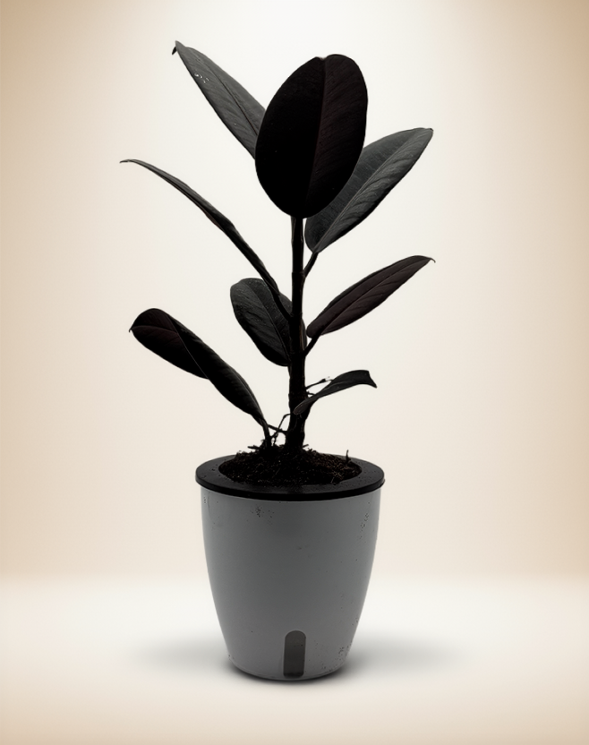 Ficus Elastica - Rubber Plant