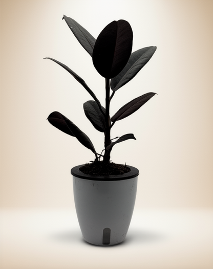Ficus Elastica - Rubber Plant