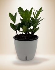 Zamioculcas 'Chameleon' – 6-Inch Pot – Self-watering