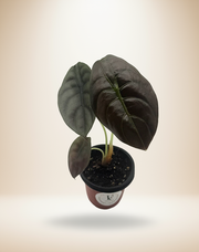 Alocasia Cuprea Red Secret – 4-Inch Pot