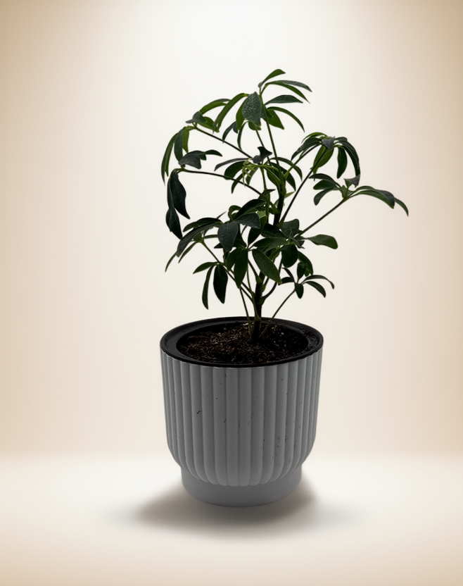 Schefflera Arboricola – 6" Pot – Default Title