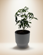 Schefflera Arboricola – 6" Pot – Default Title