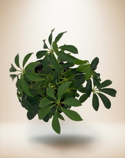 Schefflera Arboricola – 6" Pot