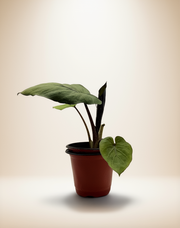 Alocasia Wentii – 4-Inch Pot – 4" Pot / Nursery pot
