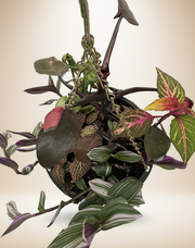 FloraVines Pink Splash Arrangement – 10-Inch Hanging Basket