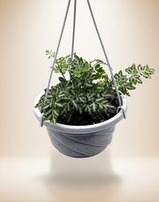 Silver Lace Fern – 5-Inch Pot – Default Title