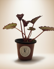 Begonia Summer Storm – 4-Inch Pot – 4" Pot / Self-watering