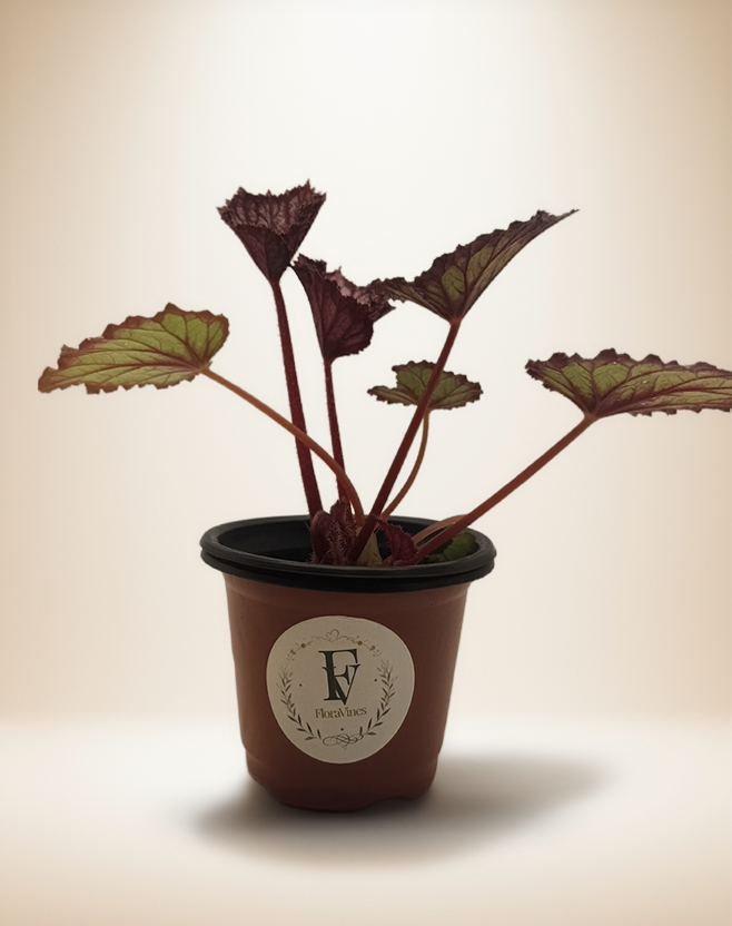 Begonia Summer Storm