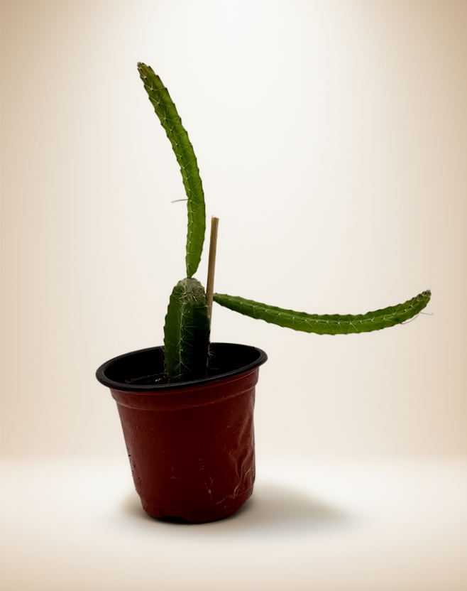 Dragon Fruit Plant – 4-Inch Pot – Default Title