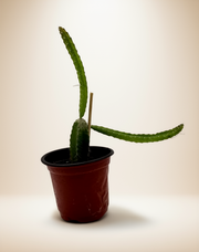 Dragon Fruit Plant – 4-Inch Pot – Default Title