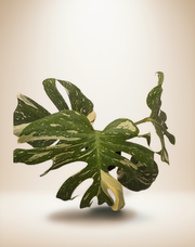 Monstera Thai Constellation – 8" Pot | Full Leaf