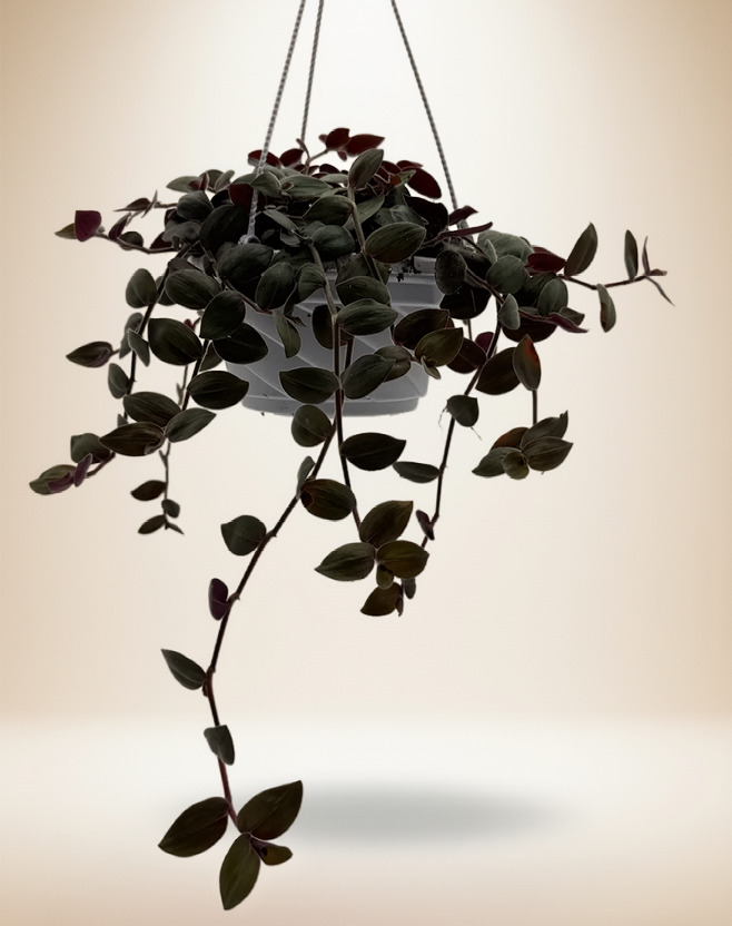 Baby Fuzzy Bunny - Purple Heart Trailing Plant