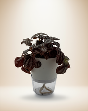 Pilea Involucrata - Friendship Plant – 4-Inch Pot – 4" Pot / Self-Watering