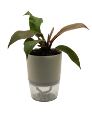 Philodendron Prince of Orange – 4-Inch Pot – Nursery pot / 4" Pot