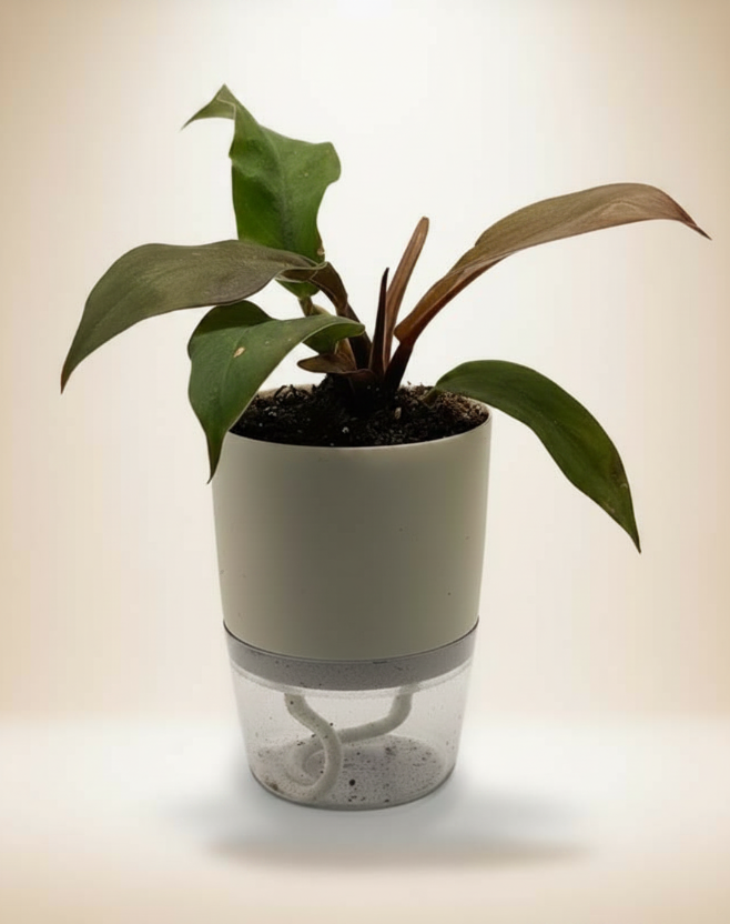 Philodendron Prince of Orange – 4-Inch Pot – Nursery pot / 4" Pot