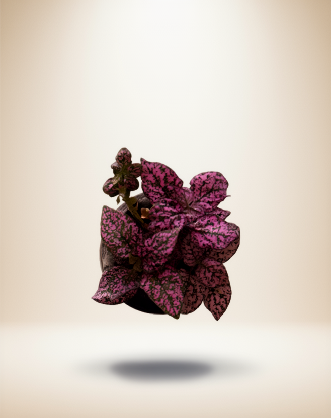 Hypoestes Polka Dot "Pink Splash"