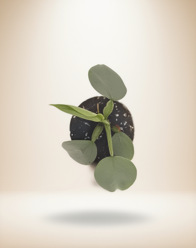 Philodendron Silver Sword