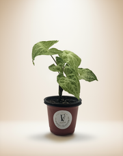 Syngonium Batik – 4-Inch Pot – 4" Pot / Self-watering