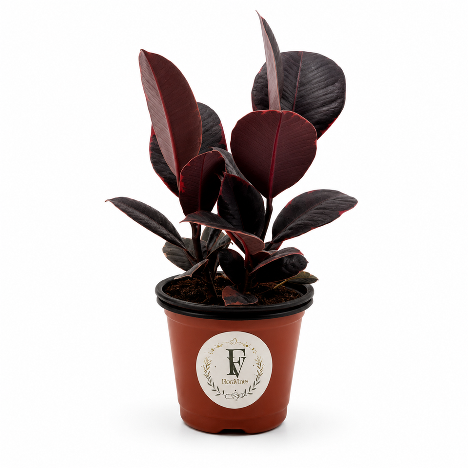 Ficus elastica &