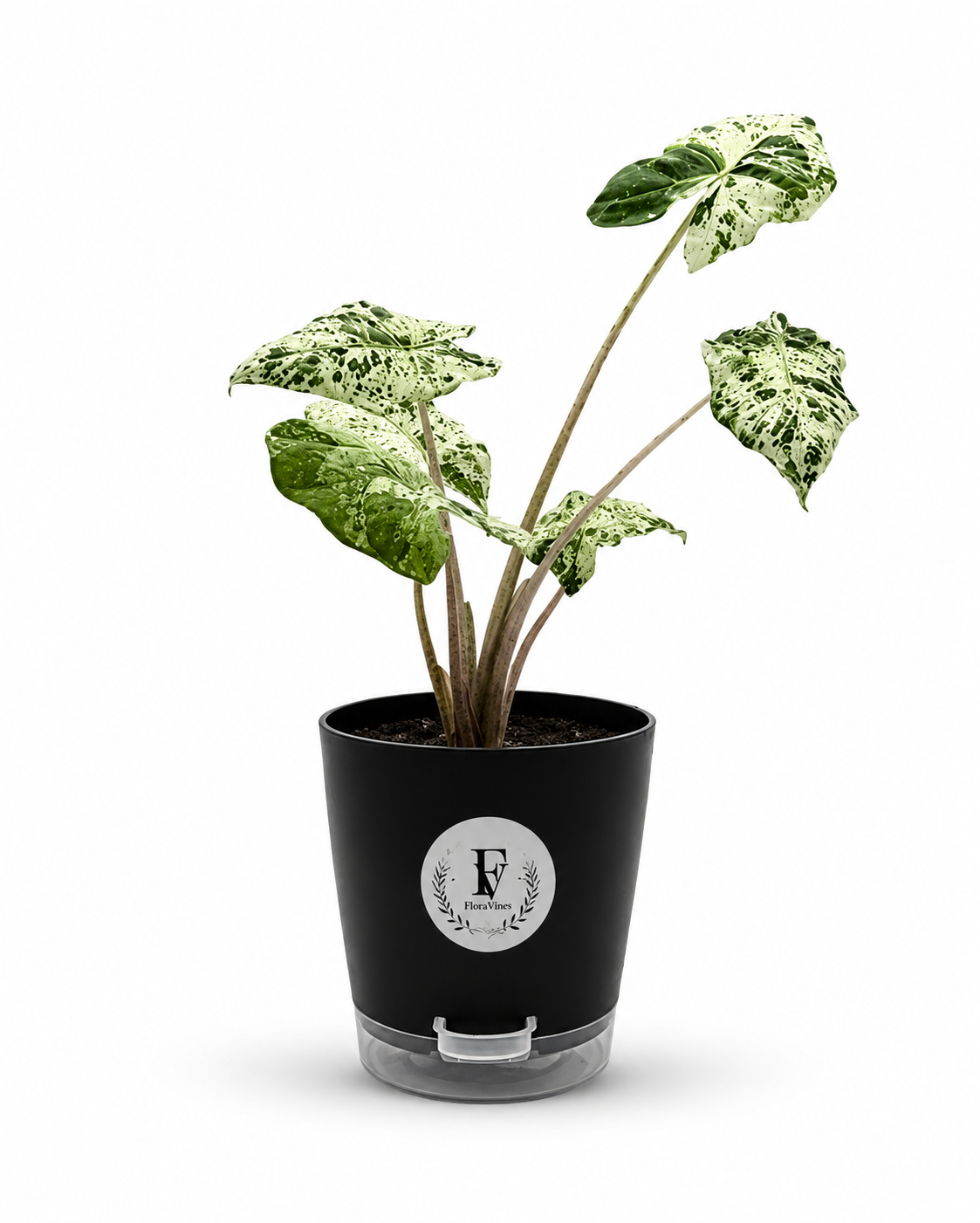 Alocasia Odora Batik – 6-Inch Pot – Self-watering