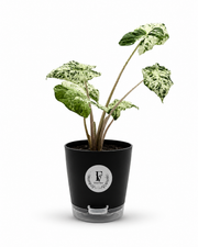Alocasia Odora Batik – 6-Inch Pot – Self-watering
