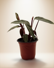Calathea Stromanthe Sanguinea – 4-Inch Pot – 4" Pot / Nursery pot