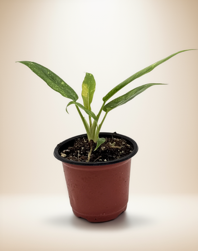 Philodendron Ring of Fire – 4-Inch Pot – 4" Pot / Nursery pot