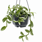 Tradescantia 'Pistachio White' – 5-Inch Pot – Default Title