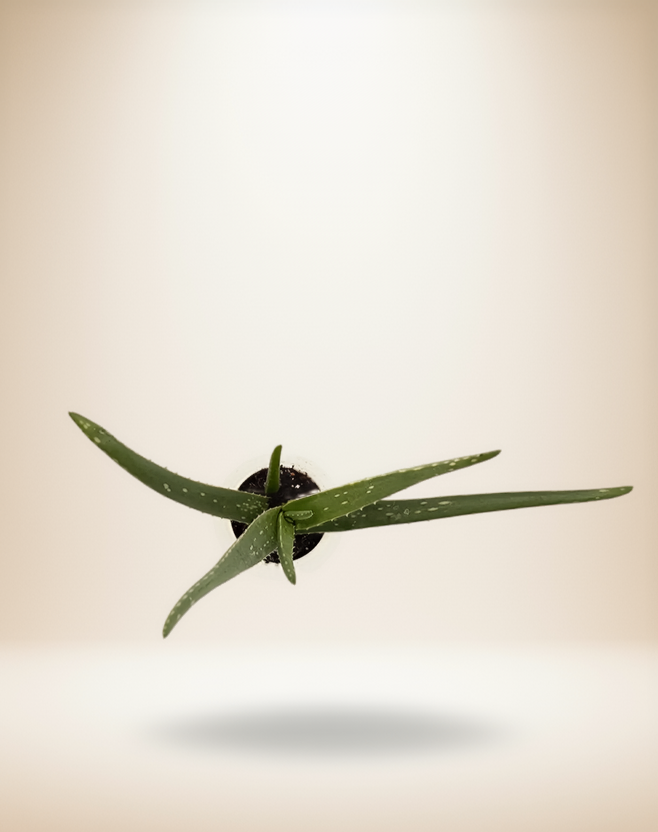 SUCCULENT ALOE VERA