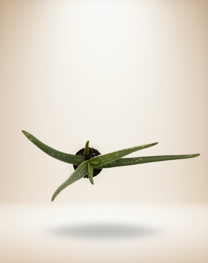 SUCCULENT ALOE VERA