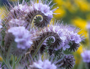 Lacy Phacelia Seeds