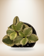 Peperomia Obtusifolia Variegated – 4-Inch Pot – 4" Pot / Self-watering