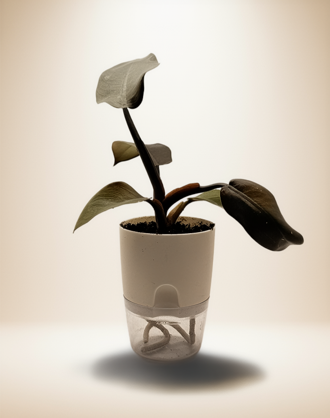Philodendron Black Cardinal