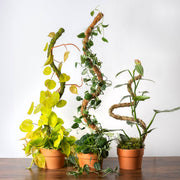 SuperMoss Bendable Moss Pole for Monstera, Pothos & Philodendron 36" Plant Support