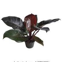 Philodendron Black Cardinal - 4&quot; Pot