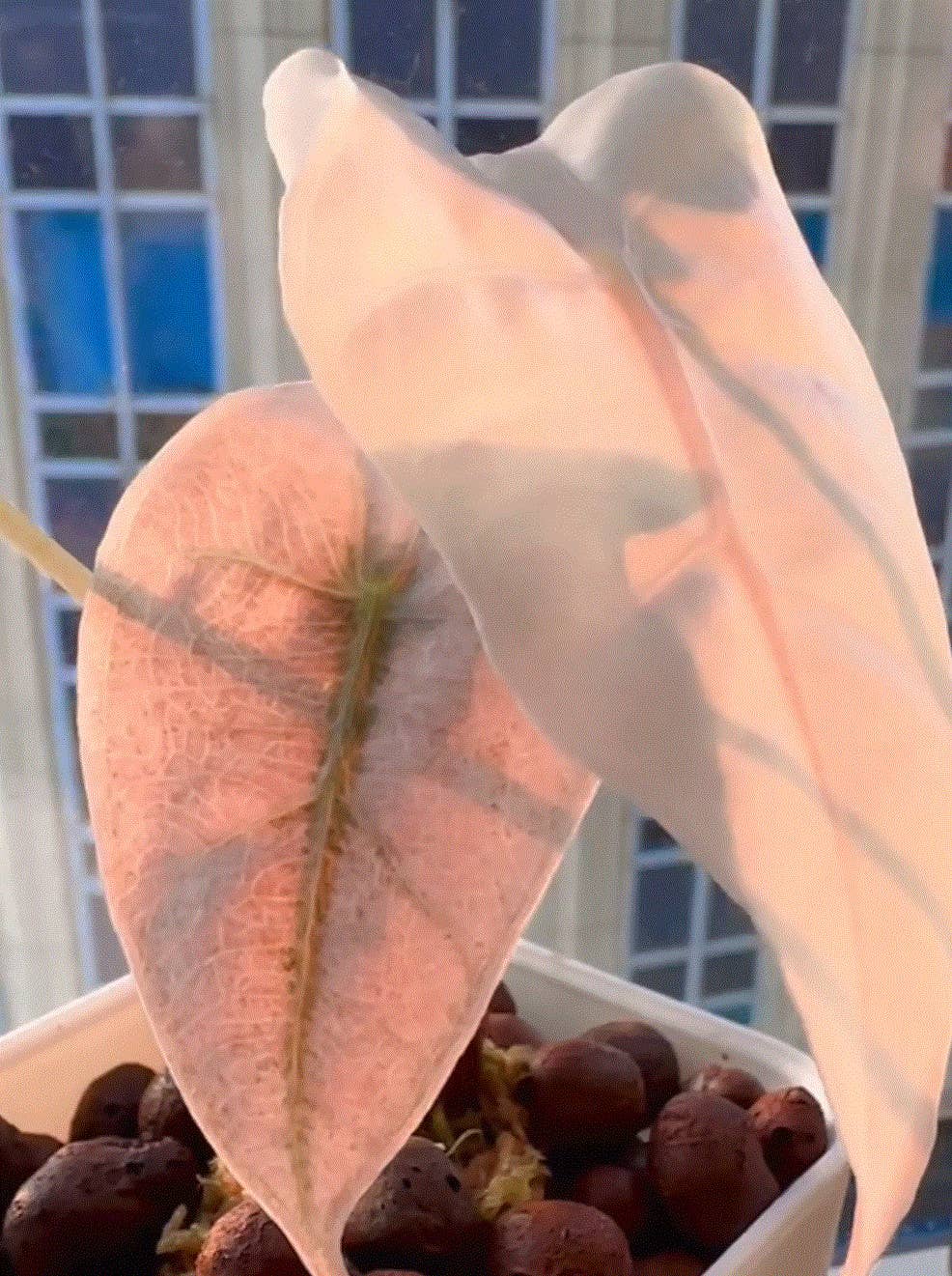 Alocasia &quot;Pink Polly&quot; Variegated - Pink-Stemmed Elephant Ear