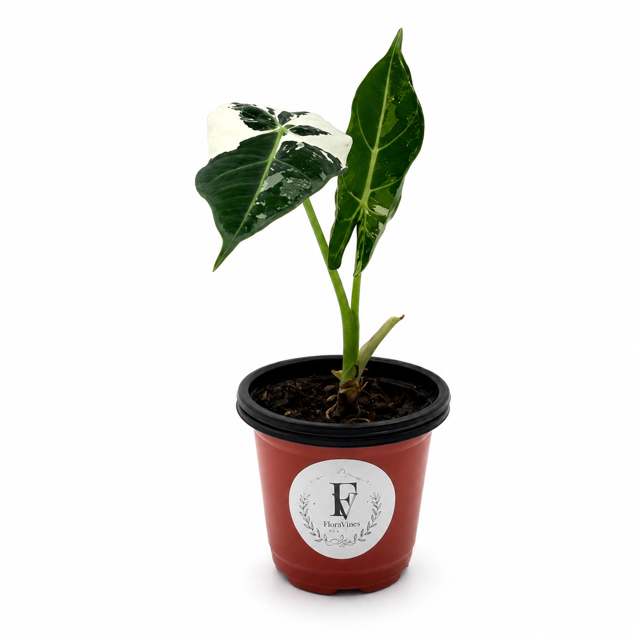 Alocasia Frydek Variegated – 4-Inch Pot – Default Title
